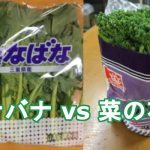 ｢菜の花｣と｢ナバナ｣はどれがどれ！？