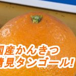 国産かんきつ類「清見タンゴール」が人気です