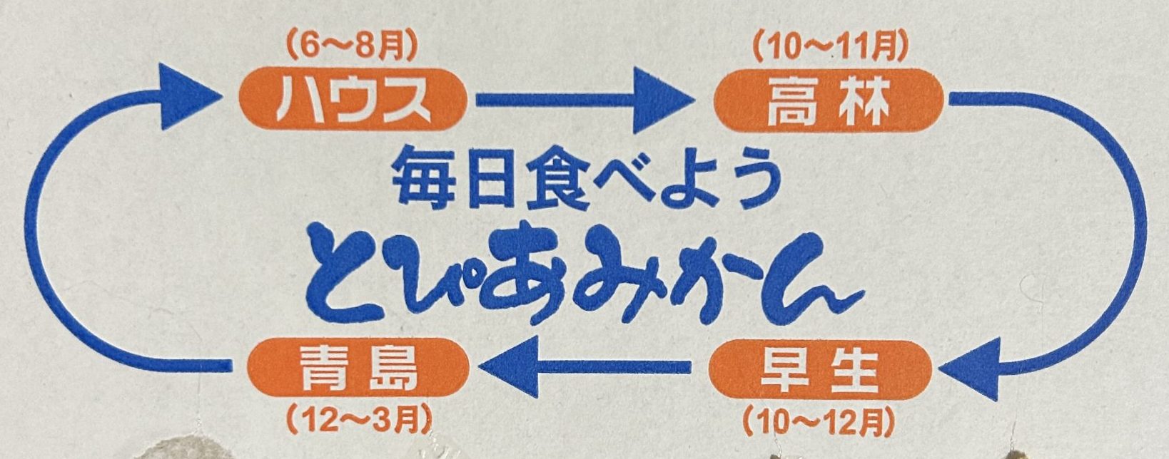 皆大好きミカン! 食べてますか〜。